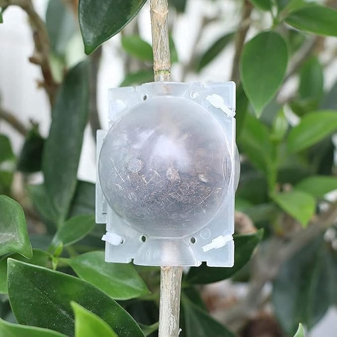 Plant Rooting Box-20 pcs