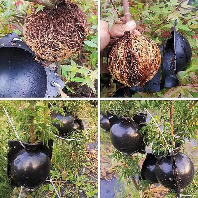 Plant Rooting Box-30 pcs