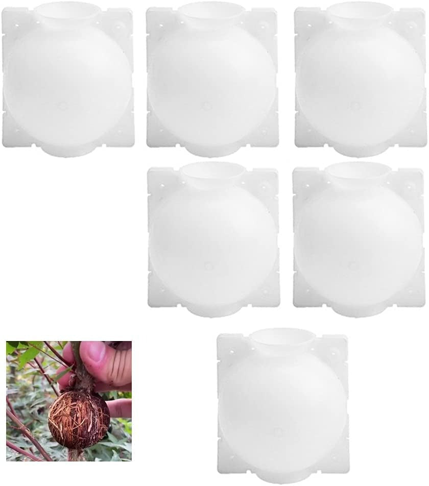 Plant Rooting Box-10 pcs