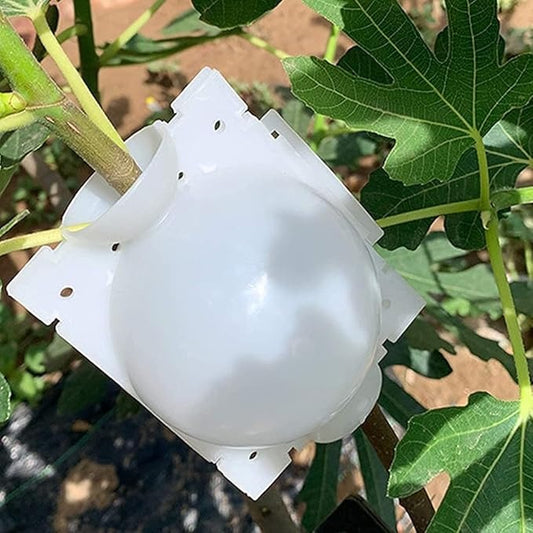 Plant Rooting Box-30 pcs