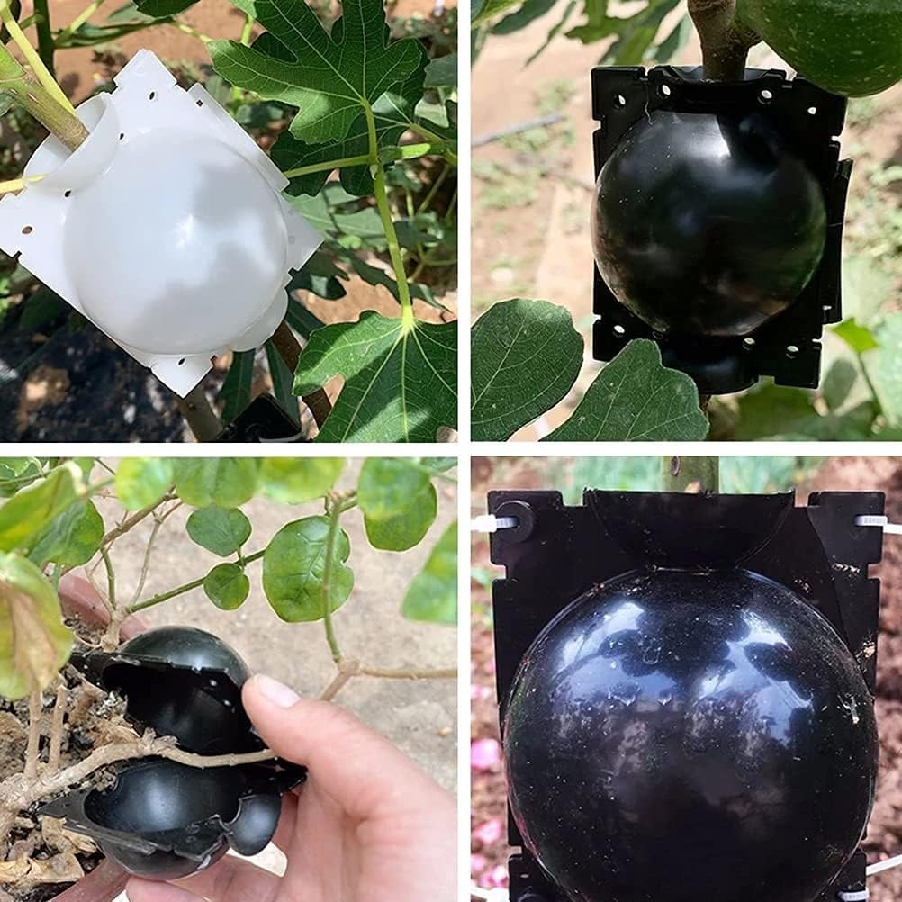 Plant Rooting Box-10 pcs
