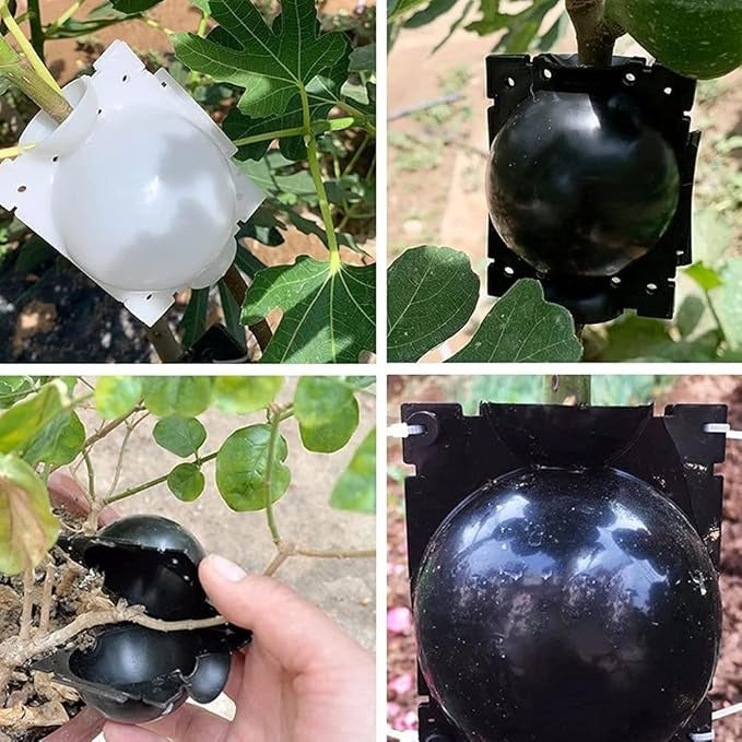 Plant Rooting Box-10 pcs