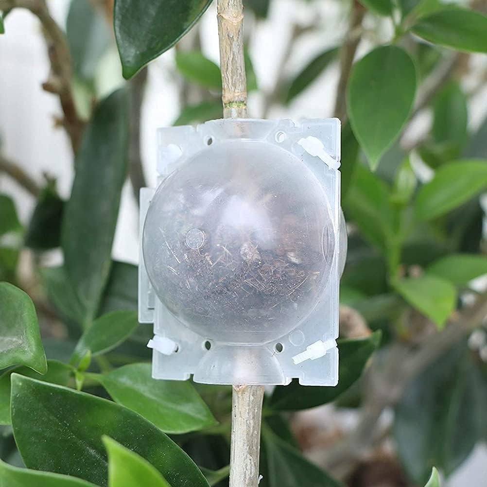 Plant Rooting Box-30 pcs